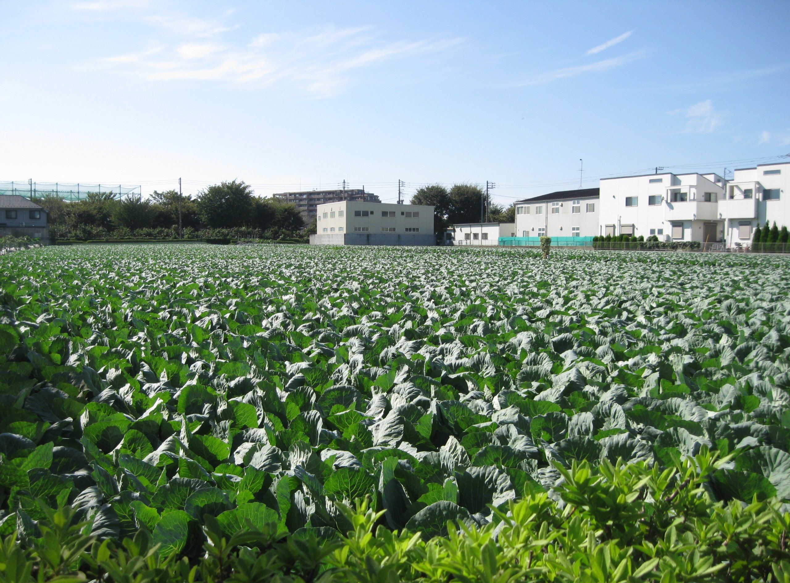 生産緑地について